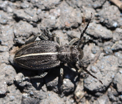 Dorcadion holosericeum