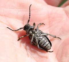 Dorcadion holosericeum