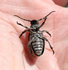 Dorcadion holosericeum