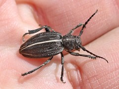 Dorcadion holosericeum