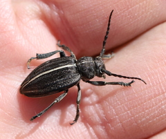 Dorcadion holosericeum