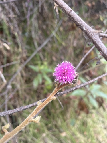 Mimosa albida, photograph 1