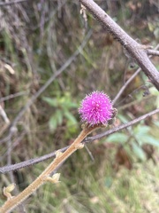 Mimosa albida