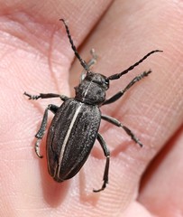 Dorcadion holosericeum