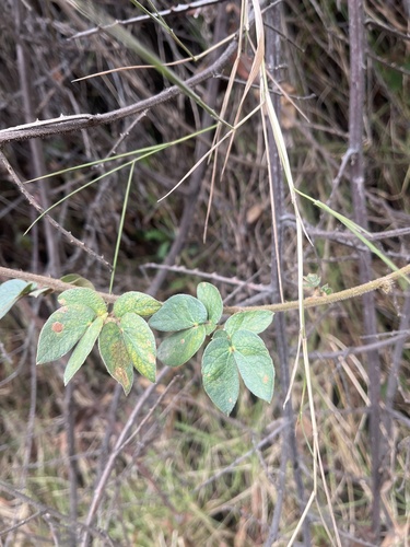 Mimosa albida, photograph 2