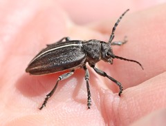 Dorcadion holosericeum