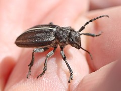 Dorcadion holosericeum