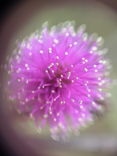 Mimosa albida, photograph 3