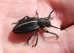 Dorcadion holosericeum