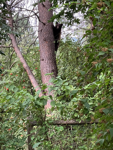 Black Bear sighting near Central Kootenay