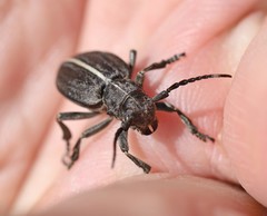 Dorcadion holosericeum