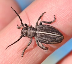 Dorcadion holosericeum