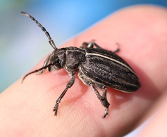 Dorcadion holosericeum