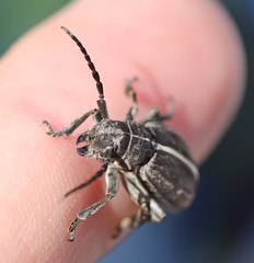 Dorcadion holosericeum