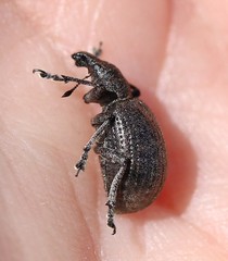 Dorcadion holosericeum