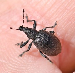 Dorcadion holosericeum