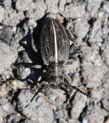 Dorcadion holosericeum