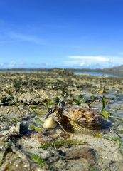 Cymbiola vespertilio