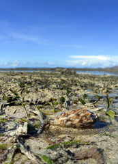 Cymbiola vespertilio