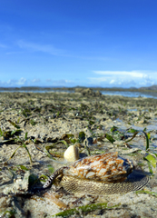 Cymbiola vespertilio