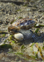 Cymbiola vespertilio