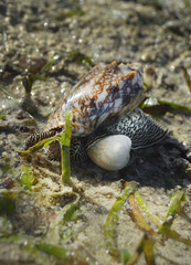 Cymbiola vespertilio