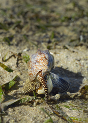 Cymbiola vespertilio