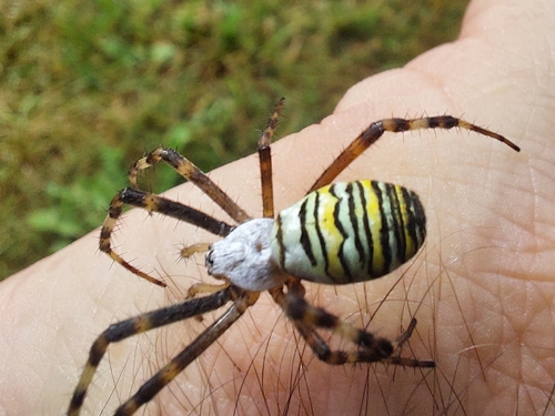 Wasp Spider