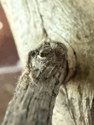 Hirsute Paradise Spider