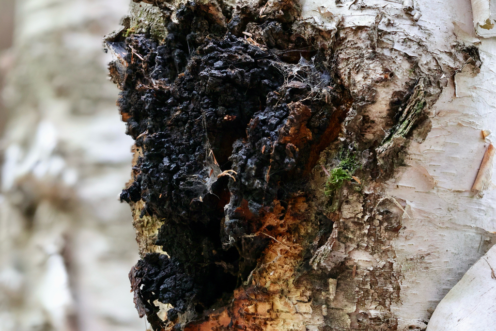 chaga · August 2026 · photo: Photo: (c) Ken D., some rights reserved (CC BY) · iNaturalist