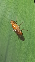 Psila fimetaria