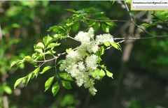 Fraxinus bungeana