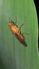 Psila fimetaria