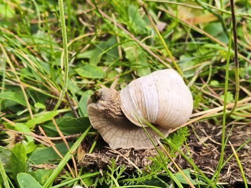Roman Snail