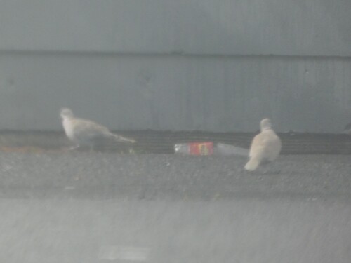 Eurasian Collared-Dove