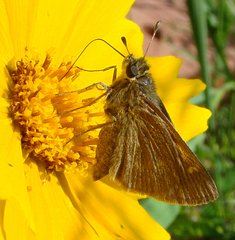 Polites themistocles