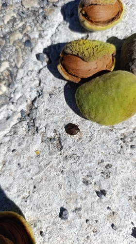 Solenosthedium bilunatum