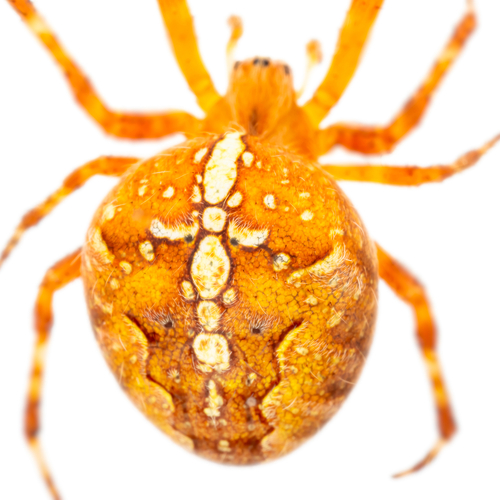 Cross Orbweaver