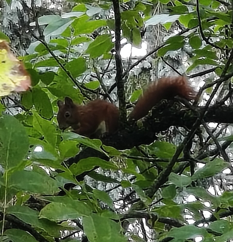 Eurasian Red Squirrel