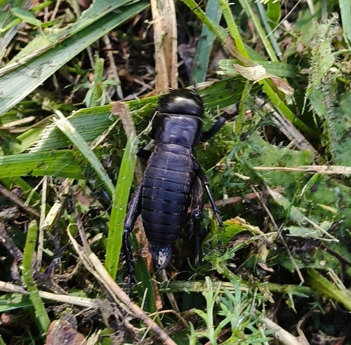 European Field Cricket