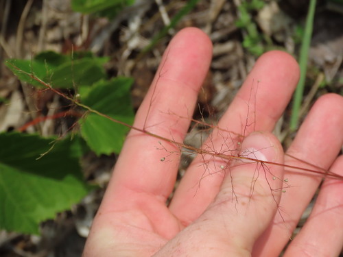 Dichanthelium lanuginosum, 2026-08-27