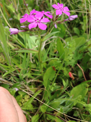 Phlox cuspidata
