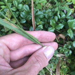 Greeneochloa coarctata, photograph Andrew Conboy, CC BY, iNaturalist via GBIF