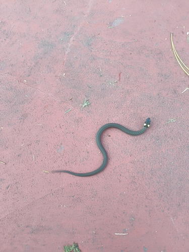 grass snake