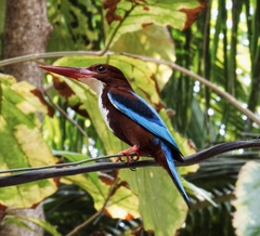 Halcyon smyrnensis