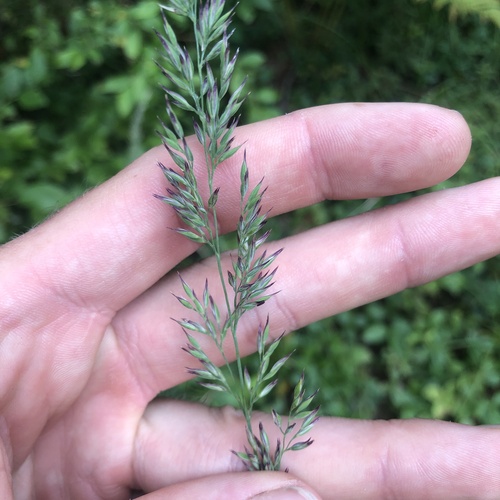 Greeneochloa coarctata