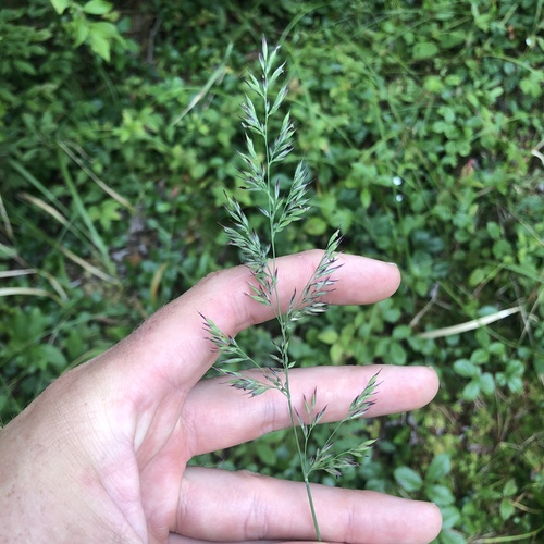 Greeneochloa coarctata, photograph 2