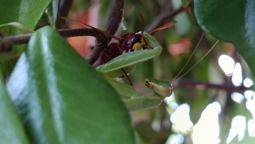 Transcaucasian Giant Mantis