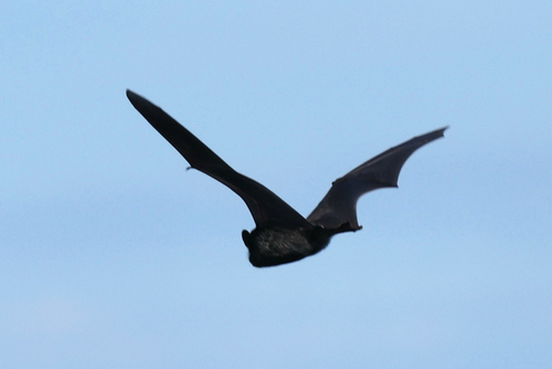 Silver-haired Bat observed by zludolph