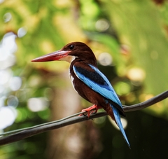 Halcyon smyrnensis